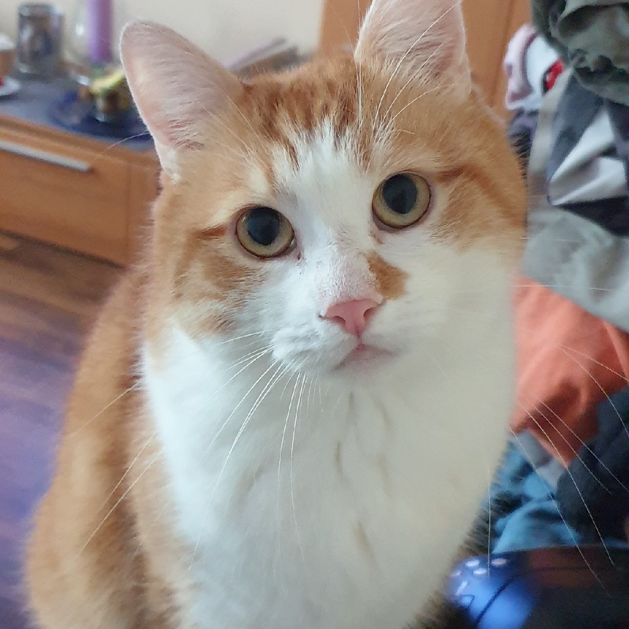 MittiTheKing's avatar