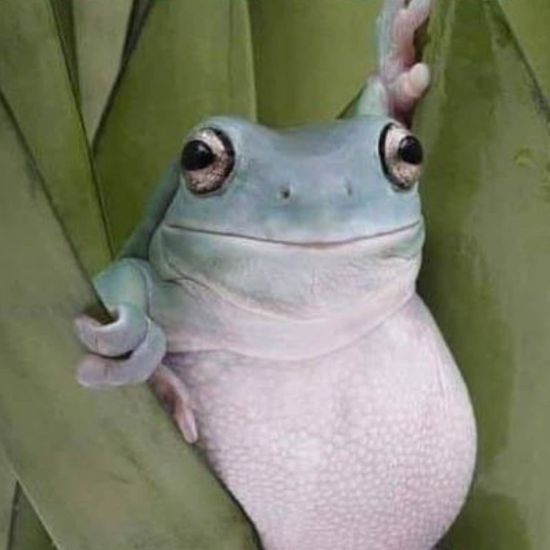 JFrog55's avatar