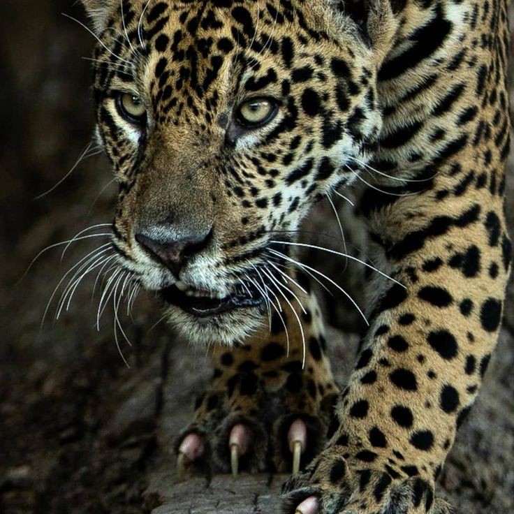 LeOpArD's avatar