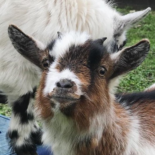 Chevrouton's avatar