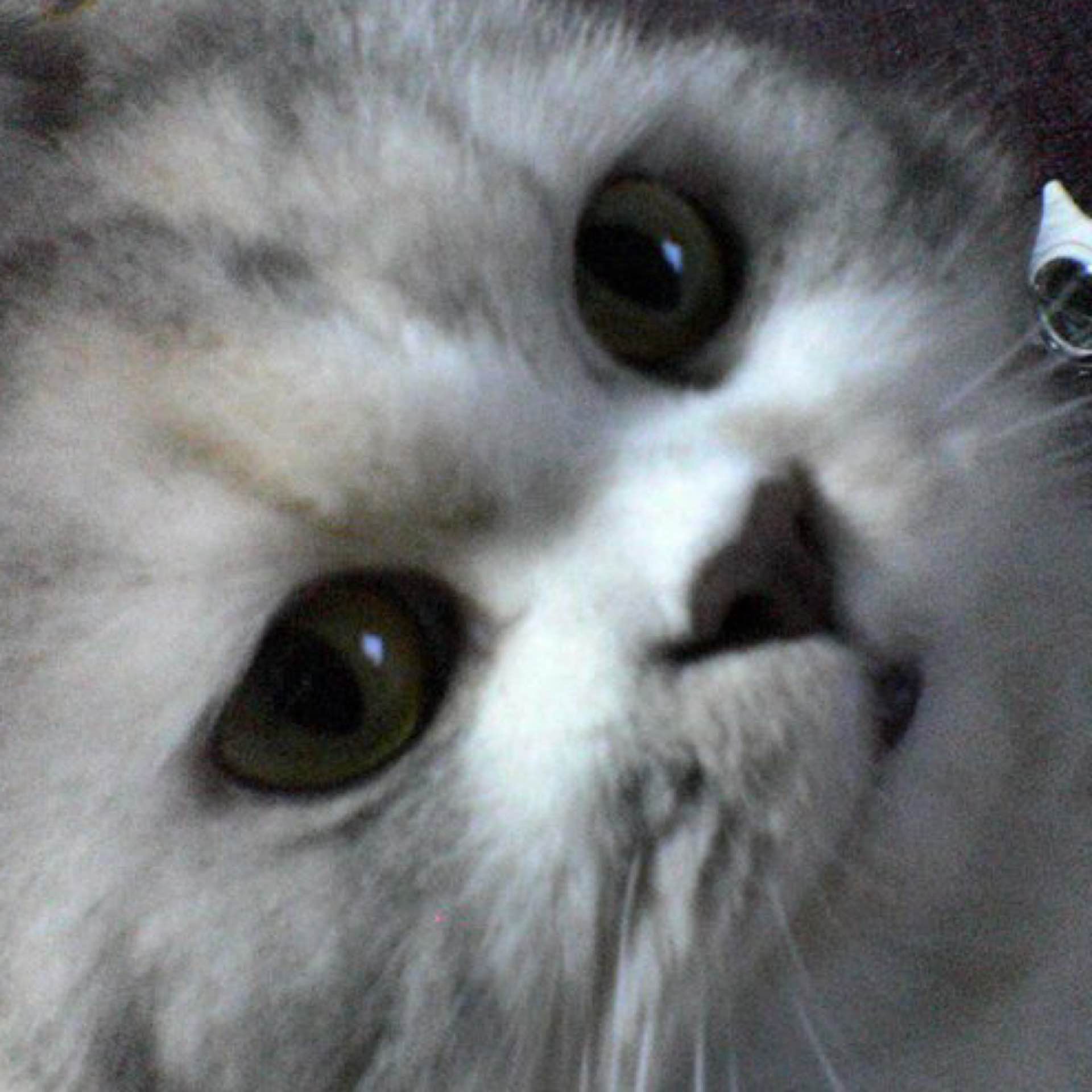 小饅頭's avatar