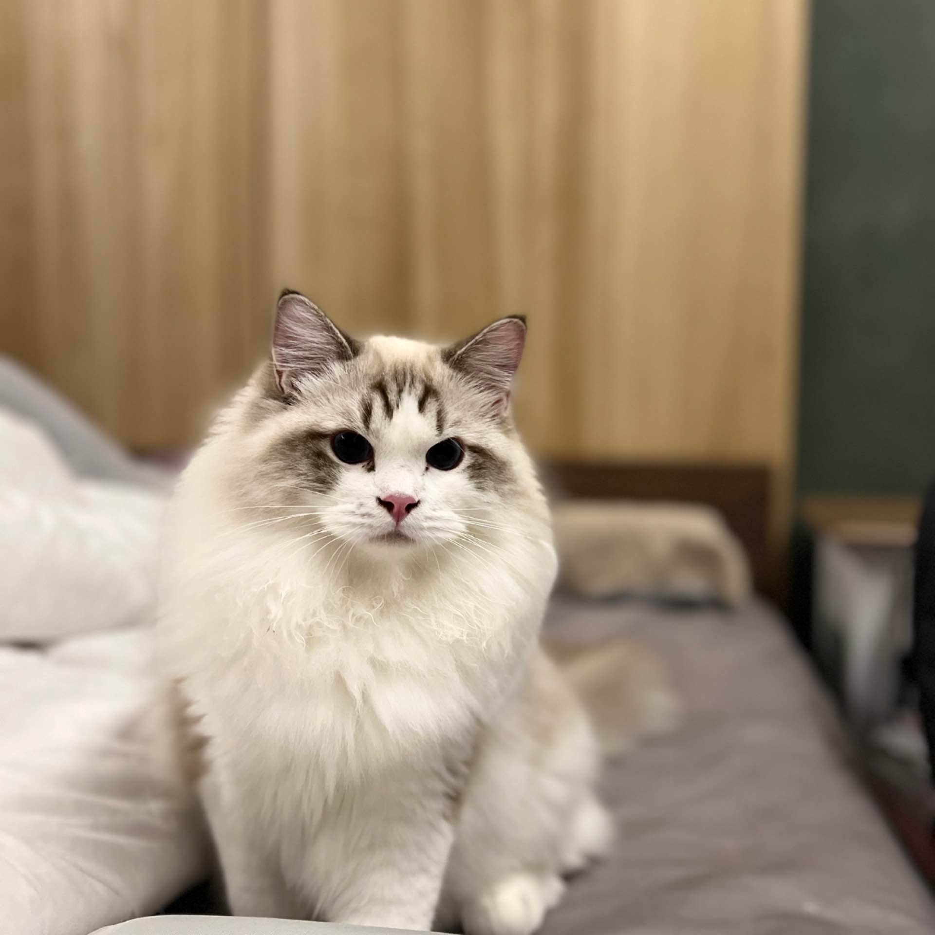 Copper's avatar