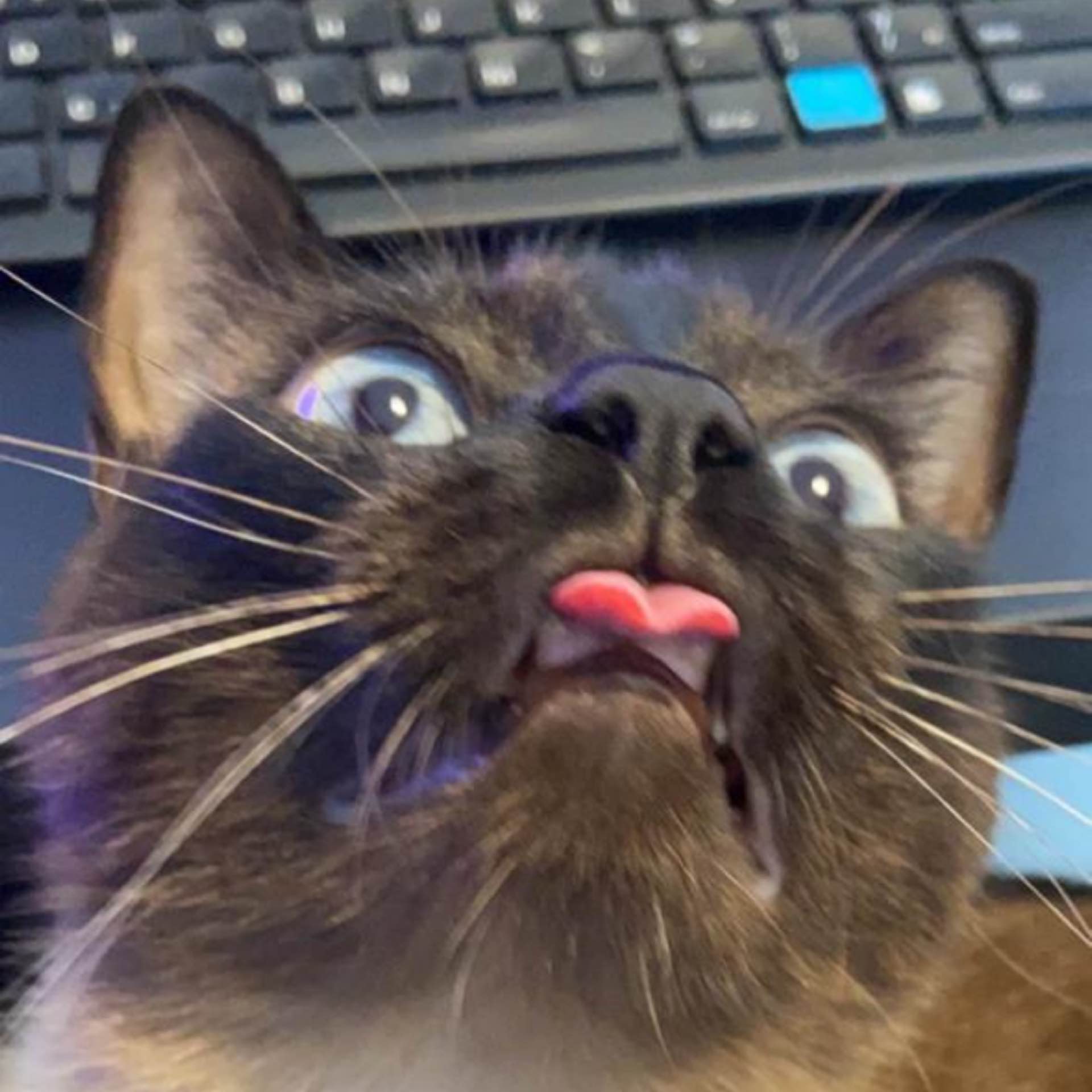 mew's avatar