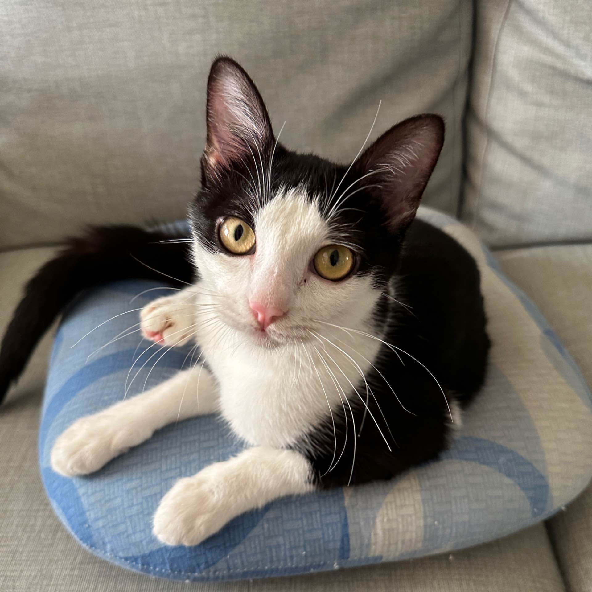 BenLiao's avatar