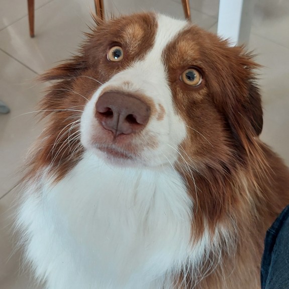 Asch's avatar