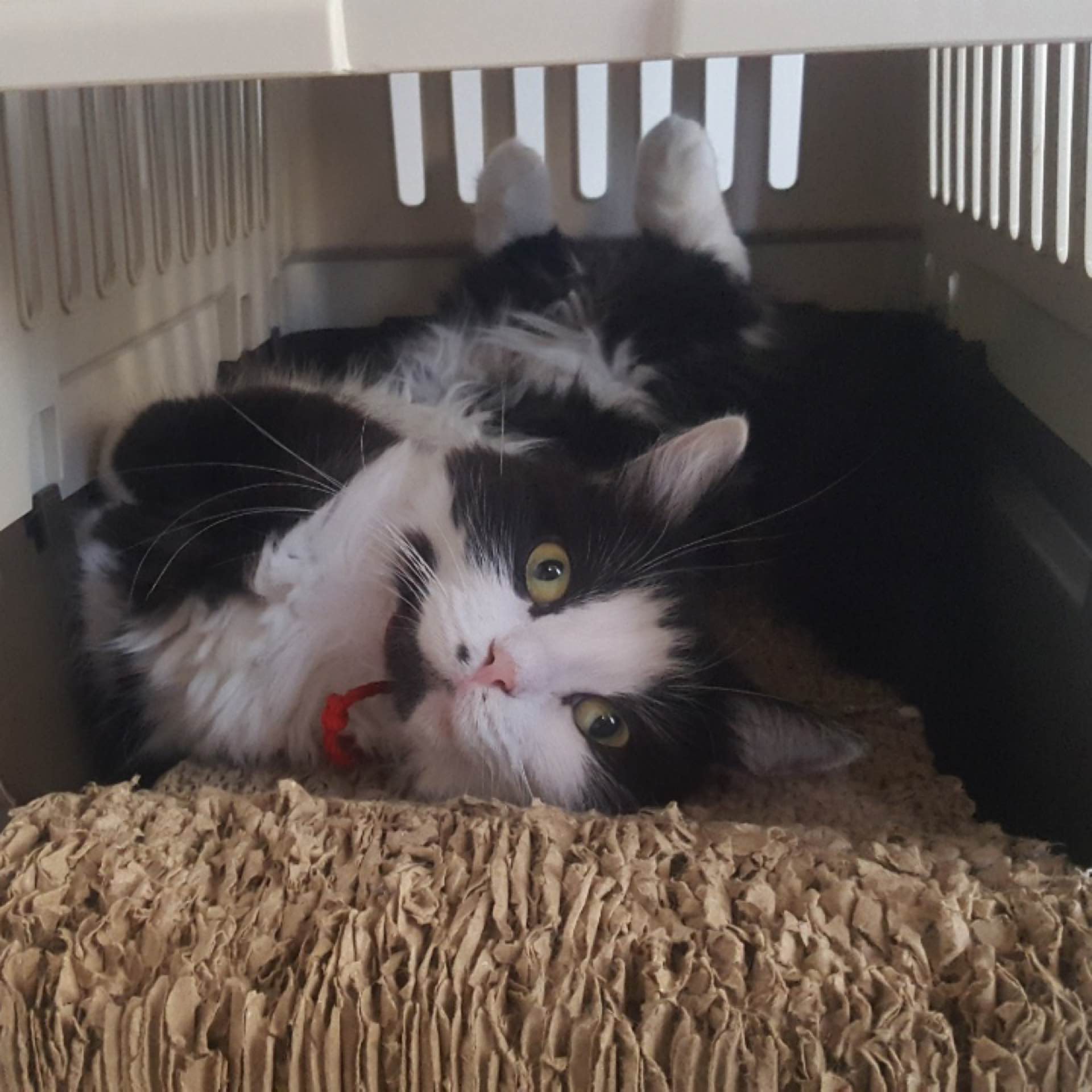 멍~이치냥's avatar