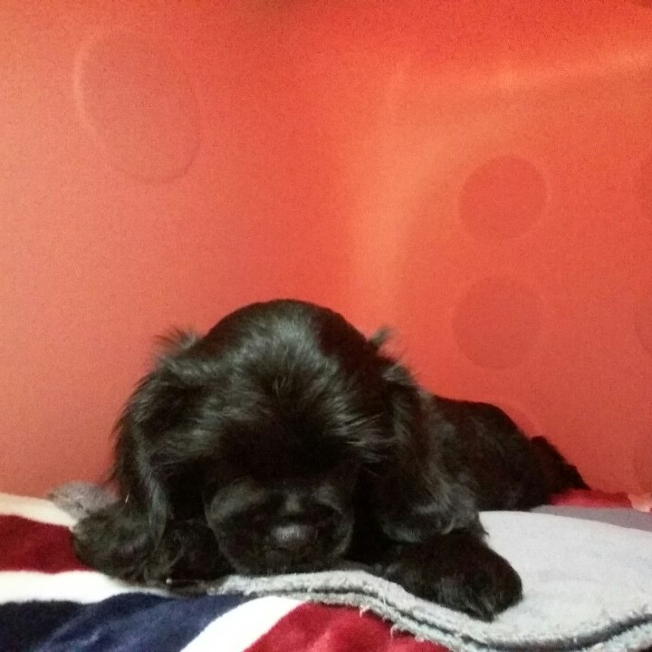 사자호랑이's avatar