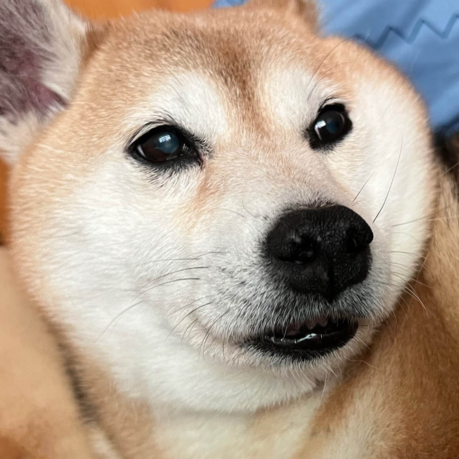 豆狸's avatar