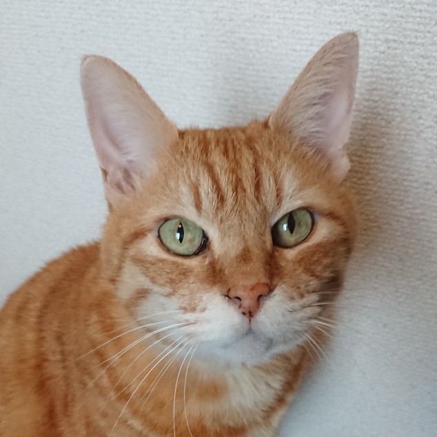ジャズ's avatar