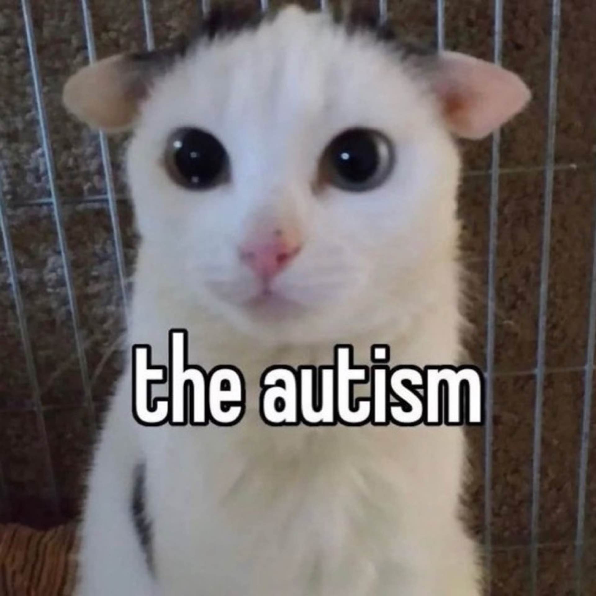 FondantChoco's avatar