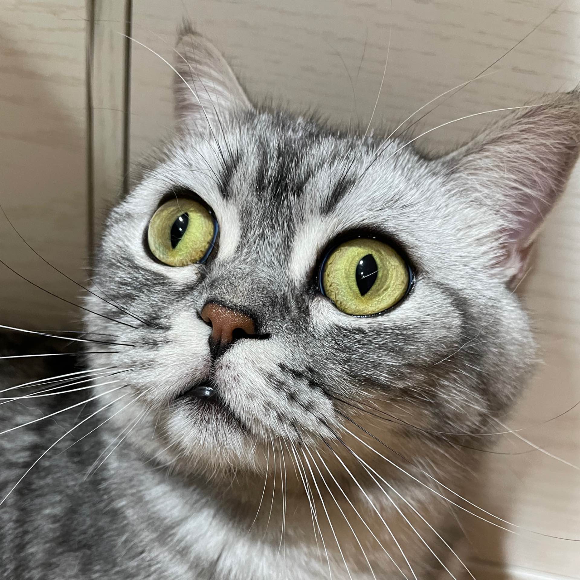 オウム's avatar