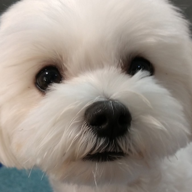 つち's avatar