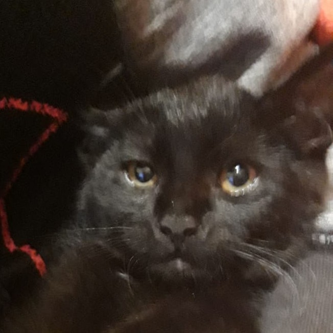 Spartacus🐈‍⬛'s avatar
