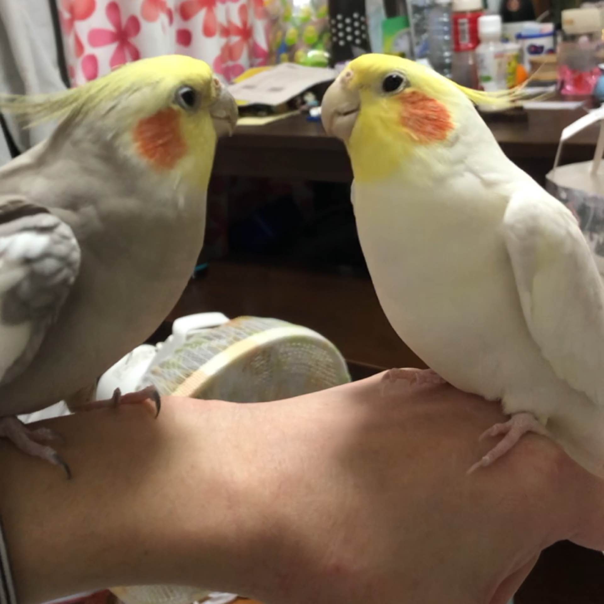 nekopro's avatar